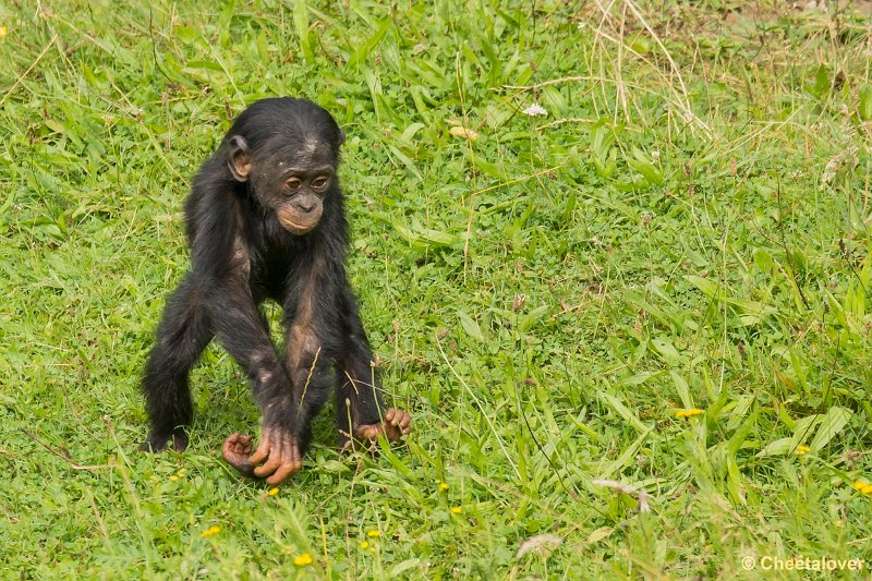 _DSC0137.JPG - Bonobo